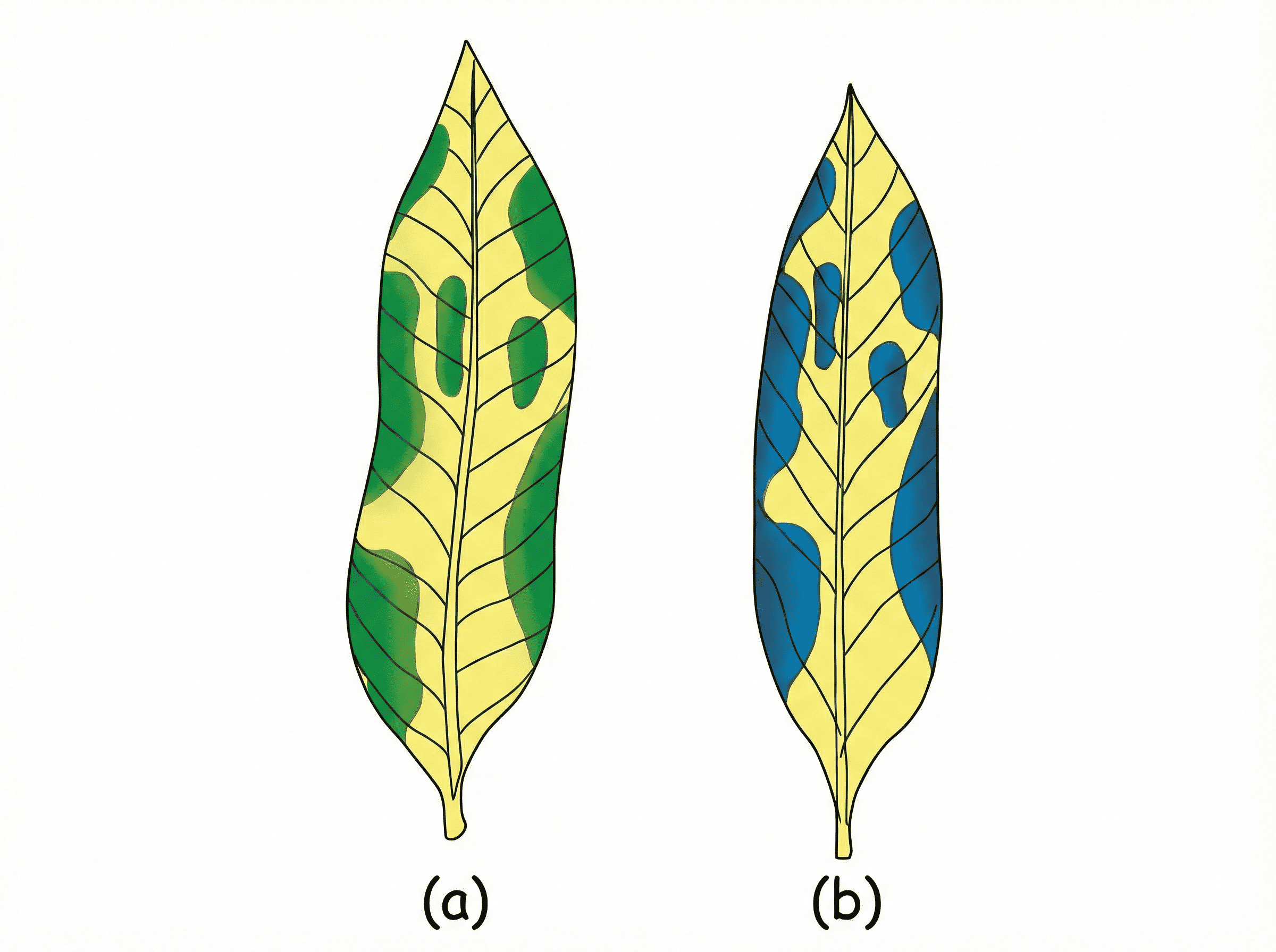 Figure 1.E1: Chlorophyll is needed for photosynthesis